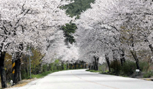 청림 벚꽃터널