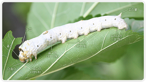 누에의 형태 - 눈점, 홑눈, 더듬이, 가슴다리(3쌍6개), 숨구멍(9쌍18개), 배다리(4쌍8개), 꼬리다리(1쌍2개), 꼬리뿔