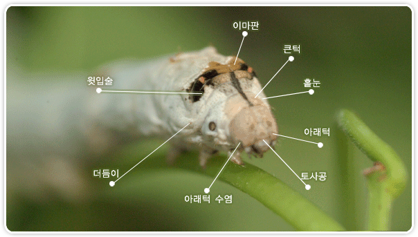 누에의 머리 - 윗입술, 더듬이, 아래턱 수염, 토사공, 아래턱, 홑눈, 큰턱, 이마판