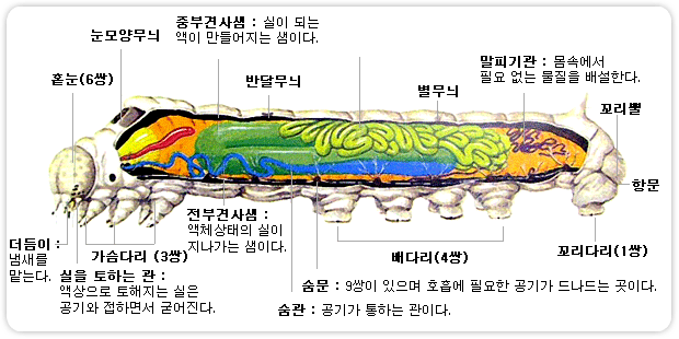누에의 내부 구조 - 눈모양무늬, 홑눈(6쌍), 더듬이(냄새를 맡는다.), 실을토하는관(액상으로 토해지는 실은 공기와 접하면서 굳어진다.), 가슴다리(3쌍), 전부견사샘(액체상태의 실이 지나가는 샘이다.), 숨관(공기가 통하는 관이다.), 숨문(9쌍이 있으며 호흡에 필요한 공기가 드러나는 곳이다.), 배다리(4쌍), 꼬리다리(1쌍), 항문, 꼬리뿔, 말피기관(몸속에서 필요 없는 물질을 배설한다.), 별무늬, 반달무늬, 중부견사샘(실이 되는 액이 만들어지는 샘이다.)