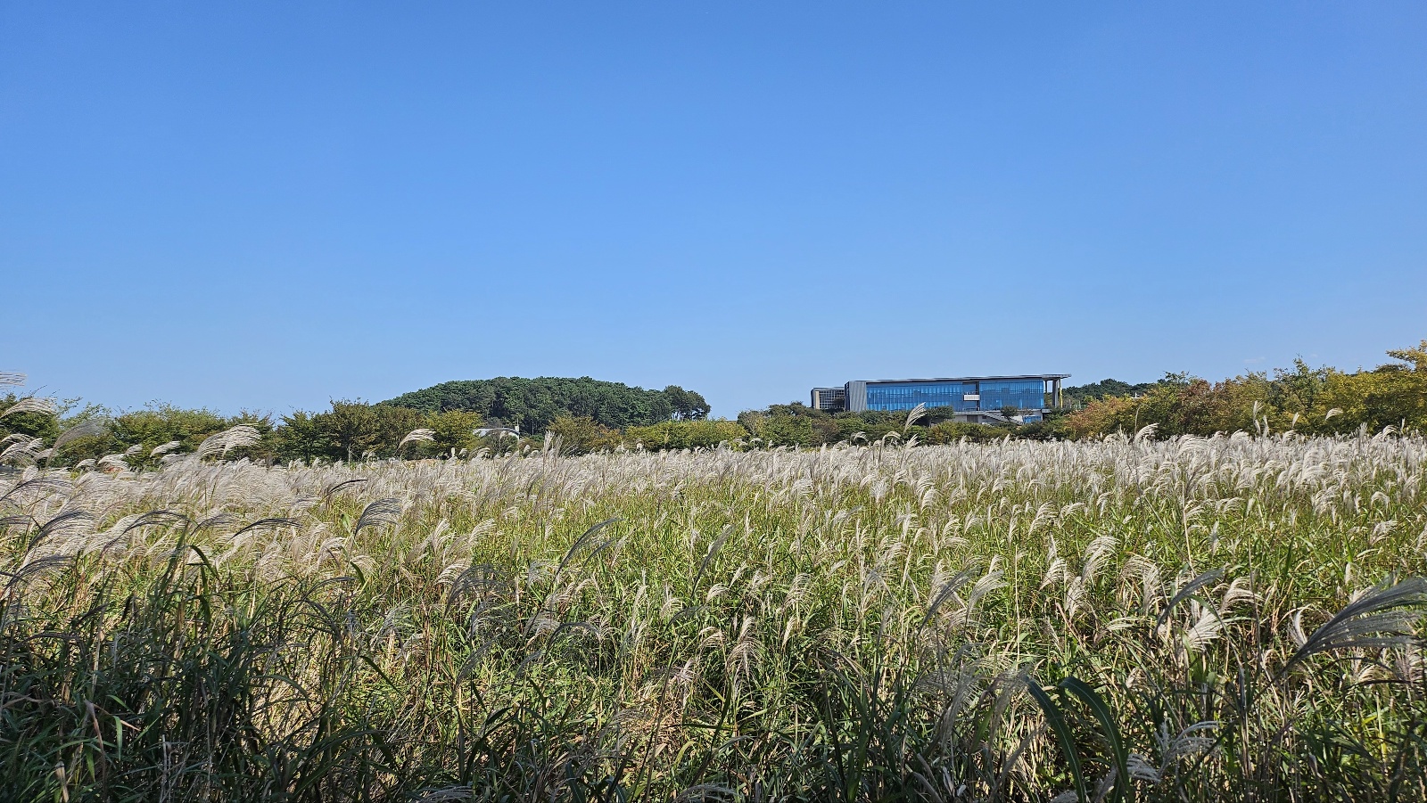 노을빛 따라 걷는 꽃길, 부안 줄포만 노을빛 정원의 가을