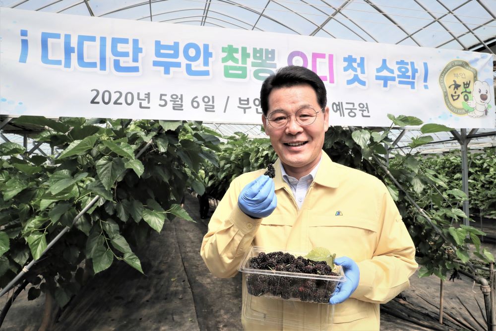 5.6-동진면오디첫수확현장.JPG