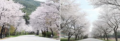 청림 벚꽃터널길