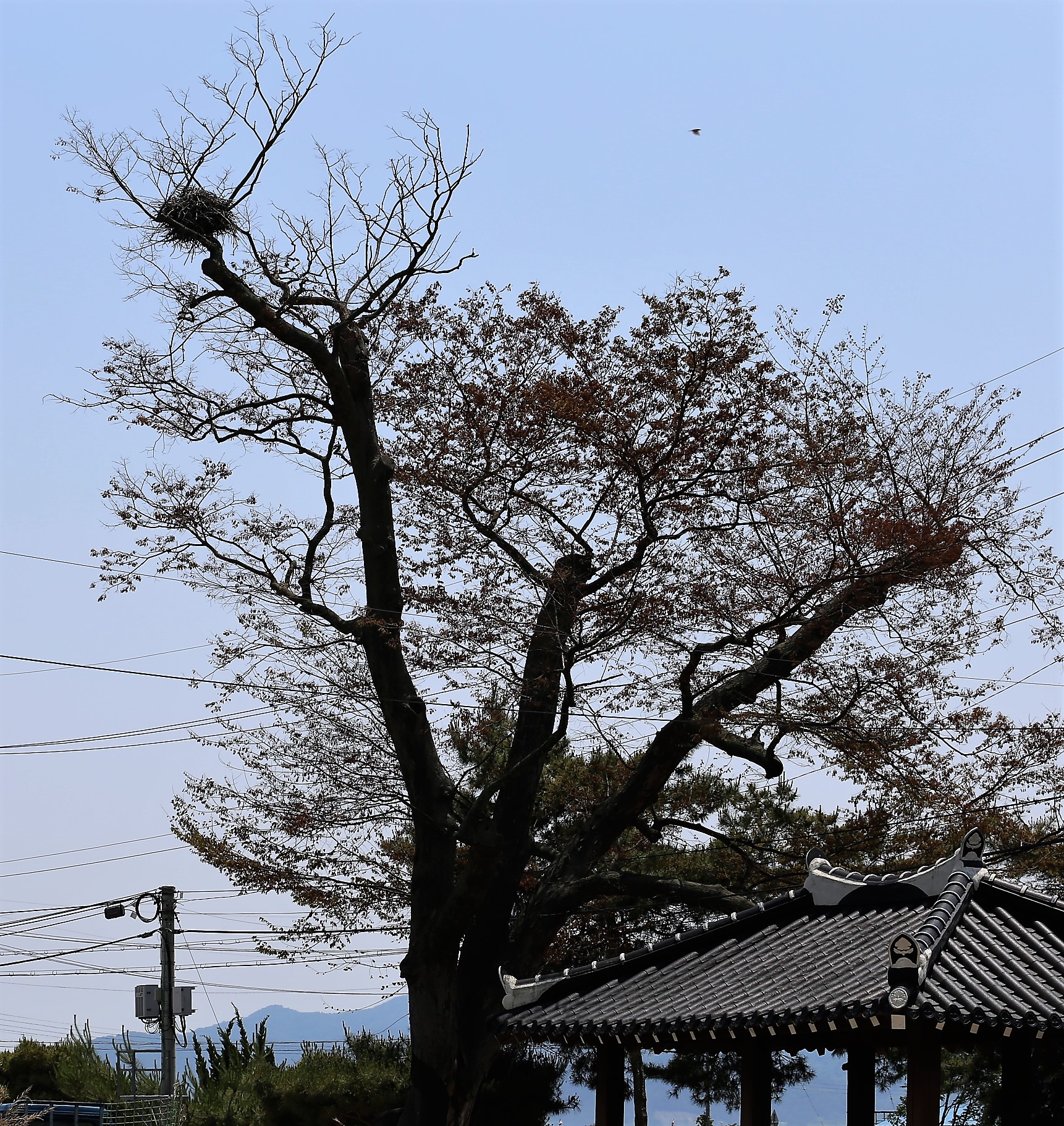당산나무 살려주세요. 3번째 이미지