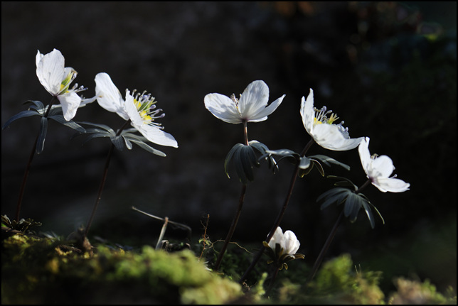 63변산바람꽃.jpg