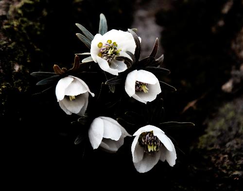 38.변산바람꽃