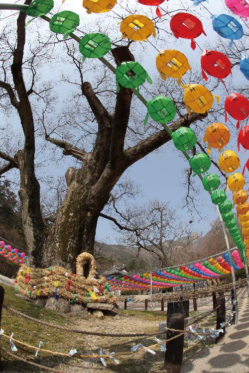 제5회전국부안관광사진공모전(내소사의그날/입선)