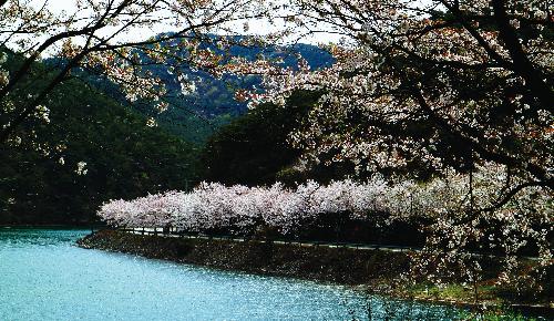 제5회전국부안관광사진공모전(개암사가는길/입선)