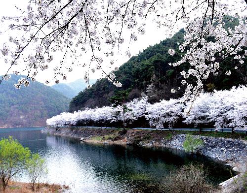 제5회전국부안관광사진공모전(벗꽃/입선)