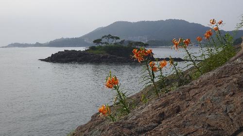 제4회부안관광사진공모전(참나리/입선)