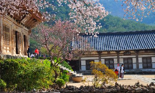 제4회부안관광사진공모전(봄의순례/가작)