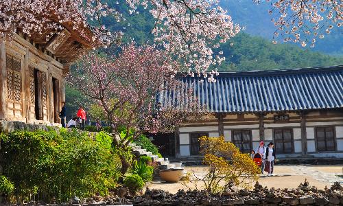 제4회부안관광사진공모전(봄의순례/가작)