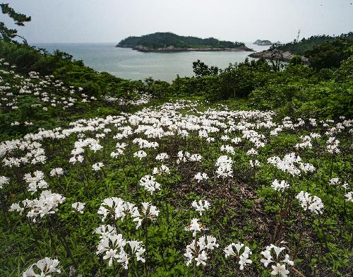 제6회전국부안관광사진공모전(위도상사화/입선)