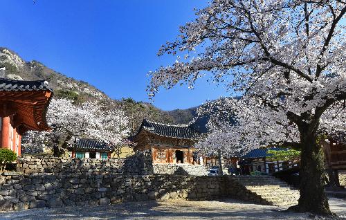 제6회전국부안관광사진공모전(내소사의봄/입선)