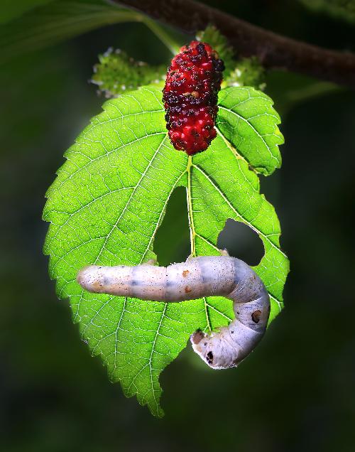 제6회전국부안관광사진공모전(누에와뽕/입선)