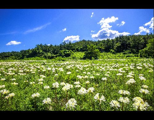 제6회전국부안관광사진공모전(상사화의자태/입선)