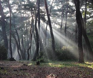 제7회전국부안관광사진공모전(입선-권정철-삼릉빛내림)