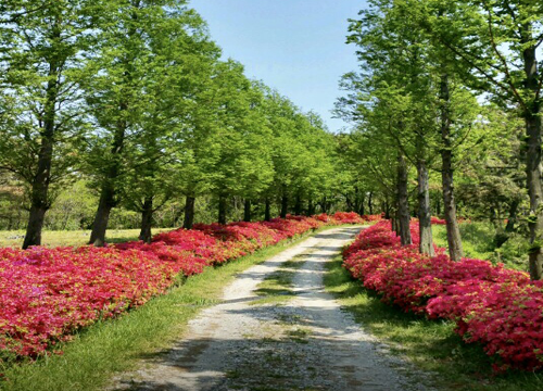 성황산 특색 있는 숲길 이미지