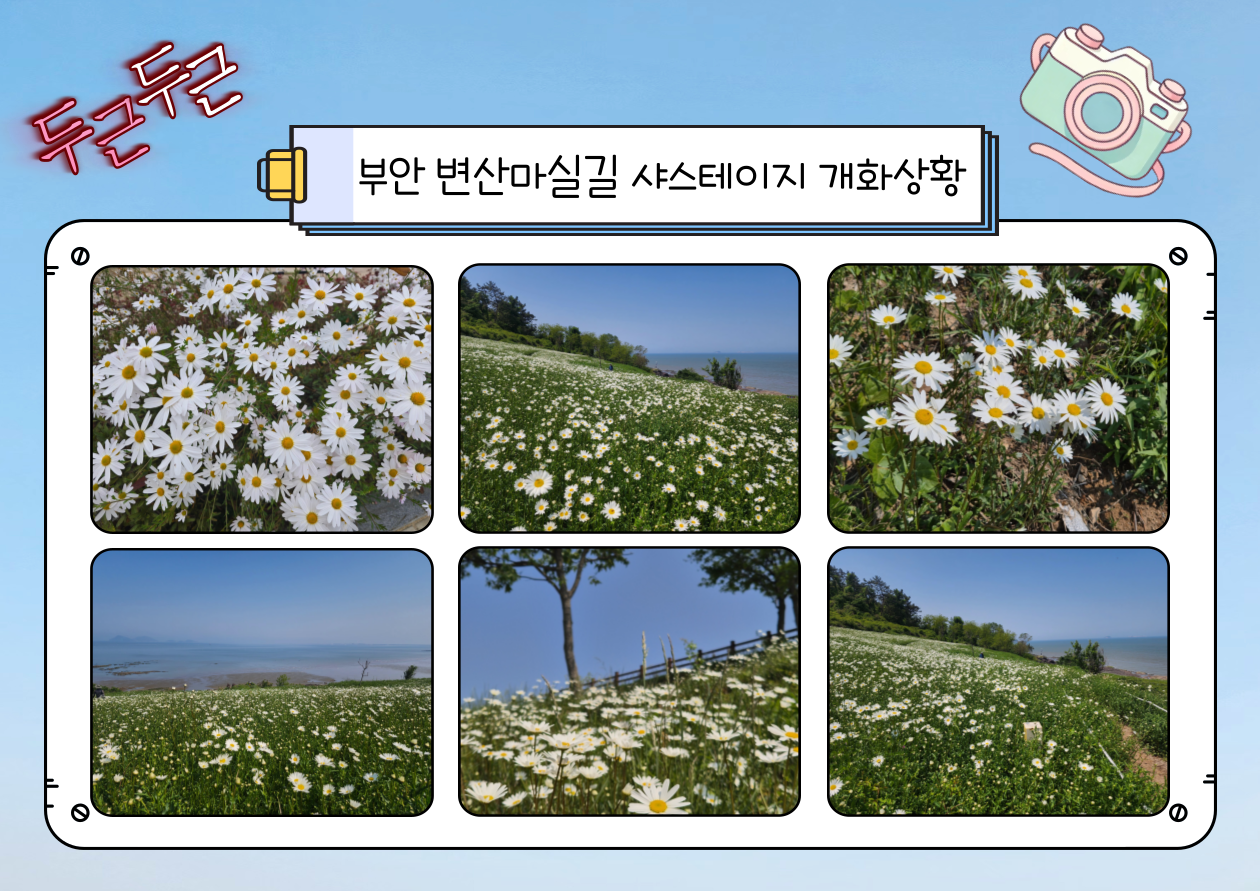 부안 변산마실길 샤스타데이지 개화상황 (25.05.12)- 2코스/4코스경찰수련원 근처,언포해수욕장 1번째 이미지