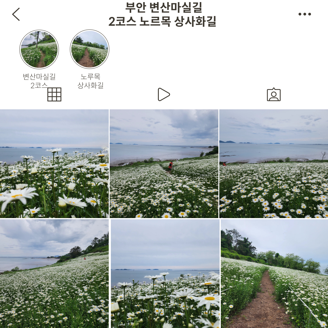 부안 변산마실길 샤스타데이지 개화상황입니다. (25.05.16기준) 1번째 이미지